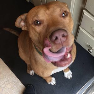 Meet your Posher, Alisa